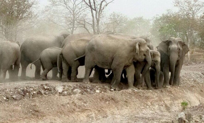 [-]Đề[-]xuất[-]phương[-]án[-]bảo[-]tồn[-]và[-]chống[-]cận[-]huyết[-]thống[-]đối[-]với[-]đàn[-]voi[-]rừng[-]